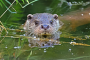 2024.07.04 Otter