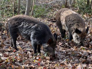 Pig Rooting 4 March'23 (Donovan Wright)