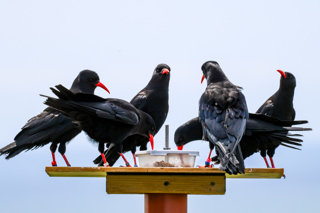 Chough Group Credit Liz Corry Wildwood Trust