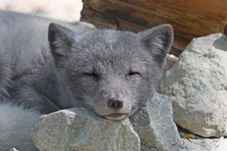 Arcticfox1 2500X1500
