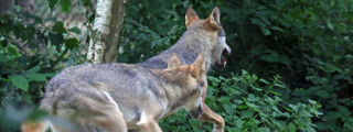Wolf1 2500X1500