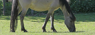 Konik1 2500X1500
