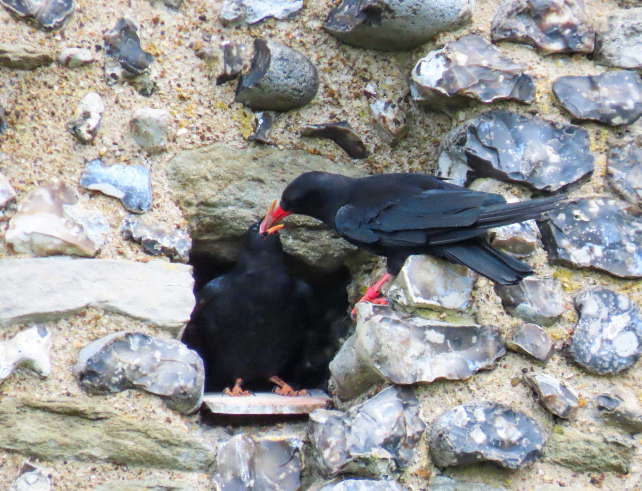 Chough Chick Feed At Dover Castle Credit Liz Corry Wildwood Trust