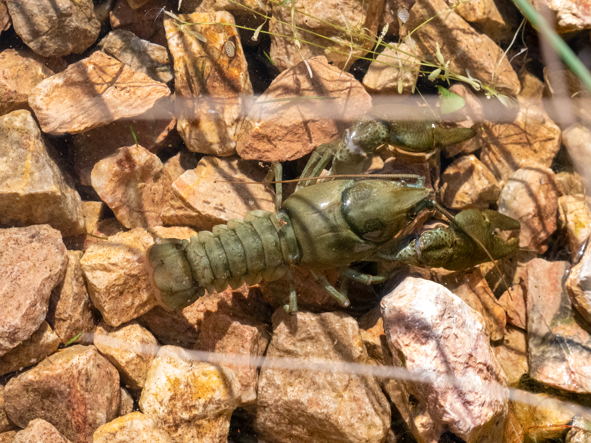 Crayfish Ark Site Release Credit Harding Lee Media Wildwood Trust 3