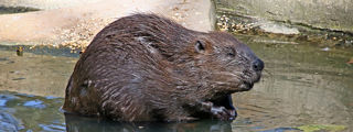 Beaver3 2500X1500