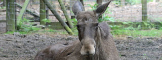 Elk1 2500X1500