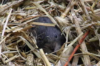 Water Vole 1200X1200