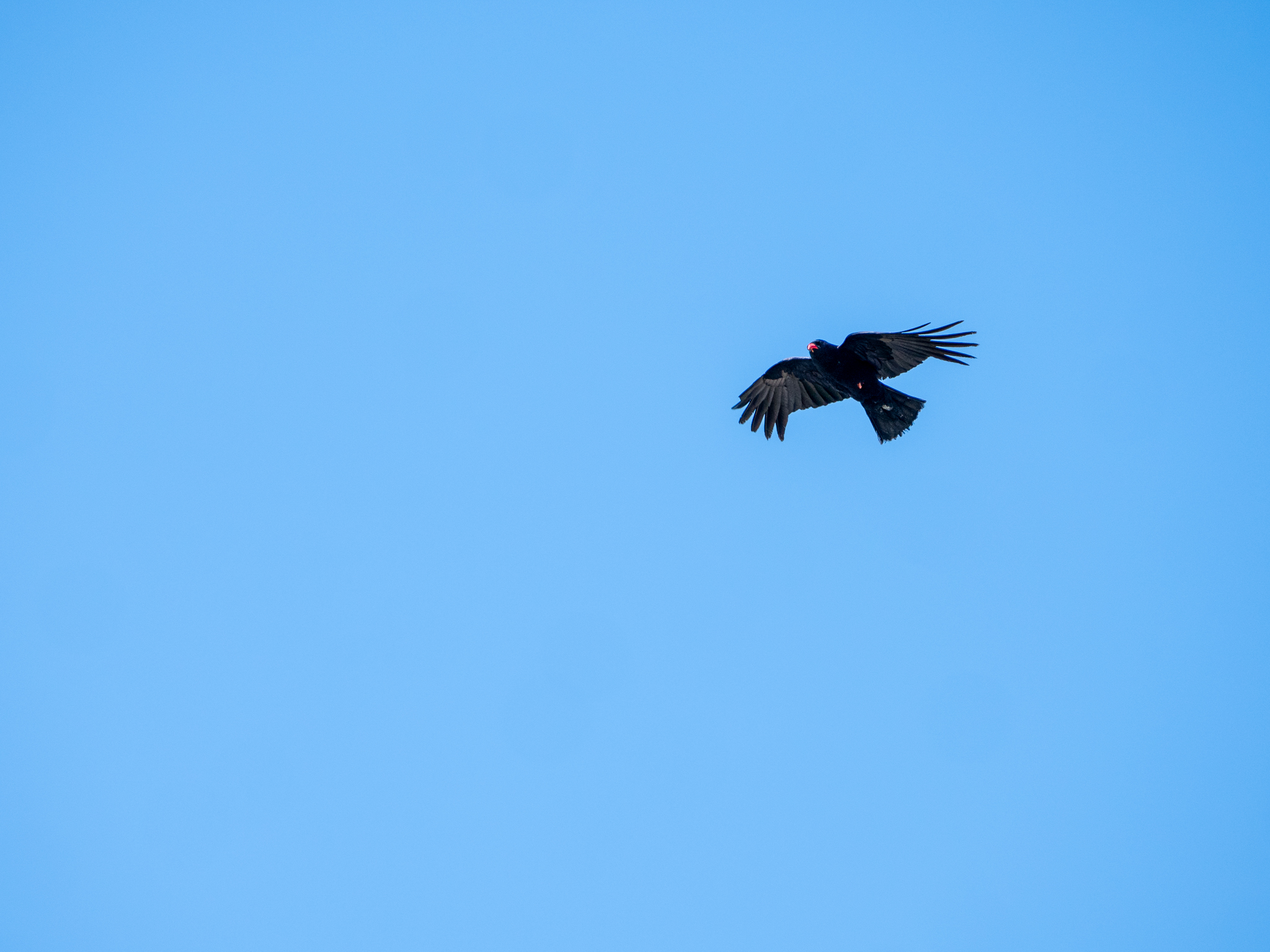 Dover Choughs Harding Lee Media Wildwood Trust1