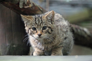 Wildcat Kitten Web