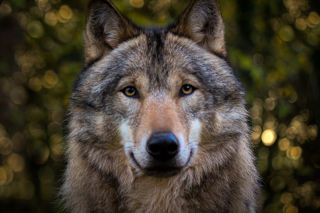 Wolf160 2500X1500