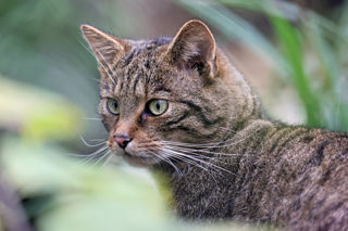 Wildcat6