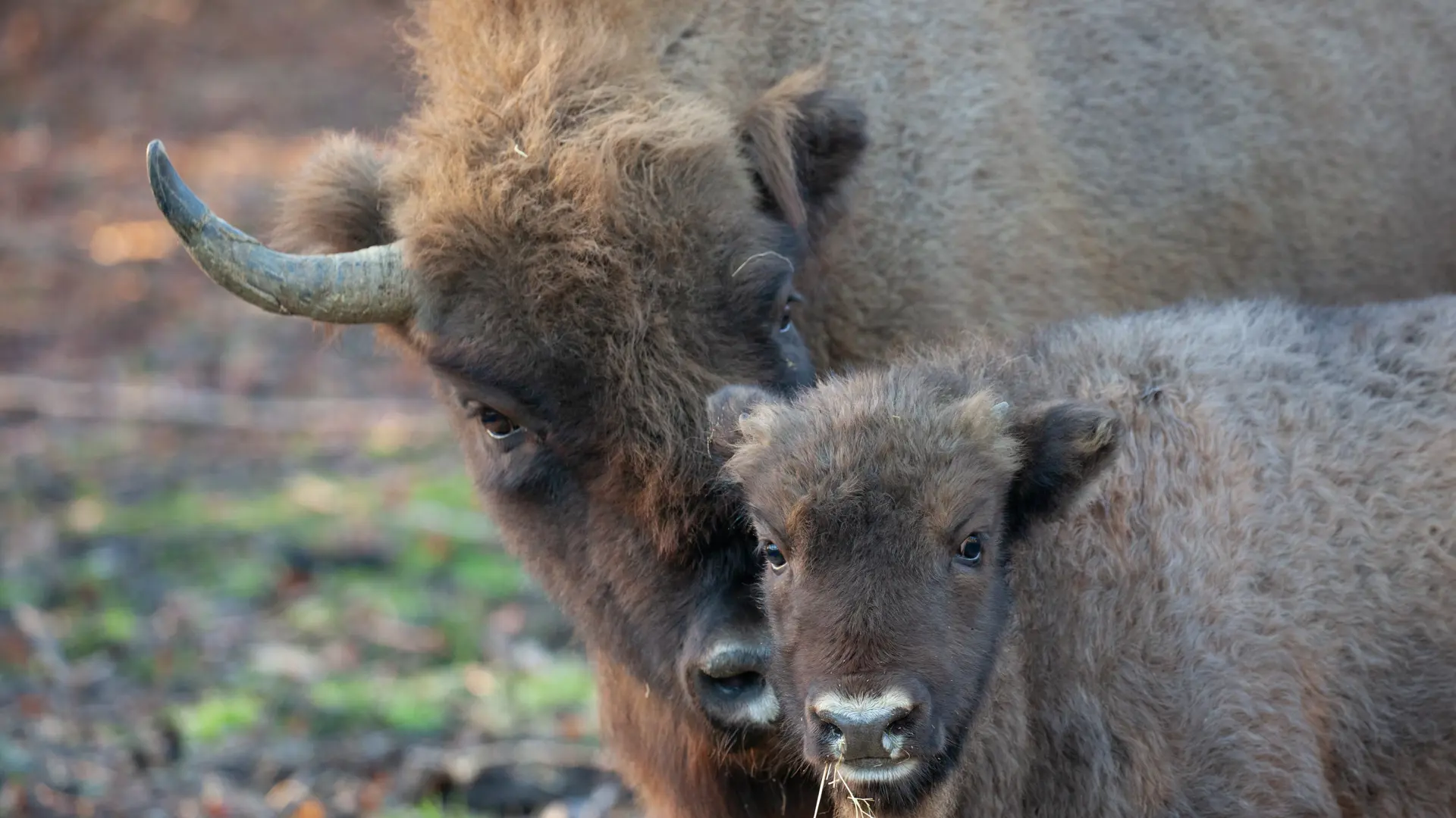Bison Project Blean Bison project