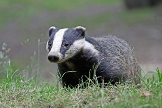 Badger1 2500X1500