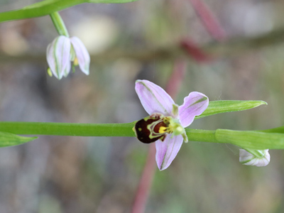 Bee Orchid1