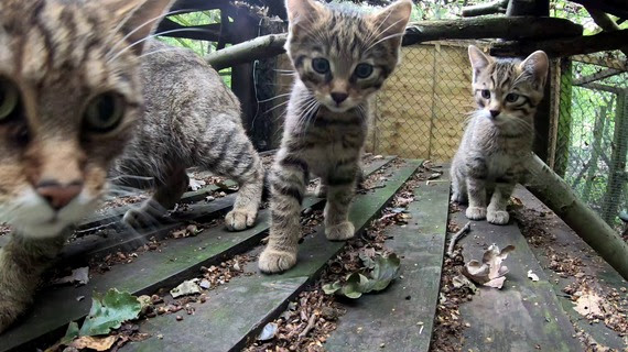 Kitten4