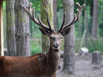 Reddeer3 2500X1500