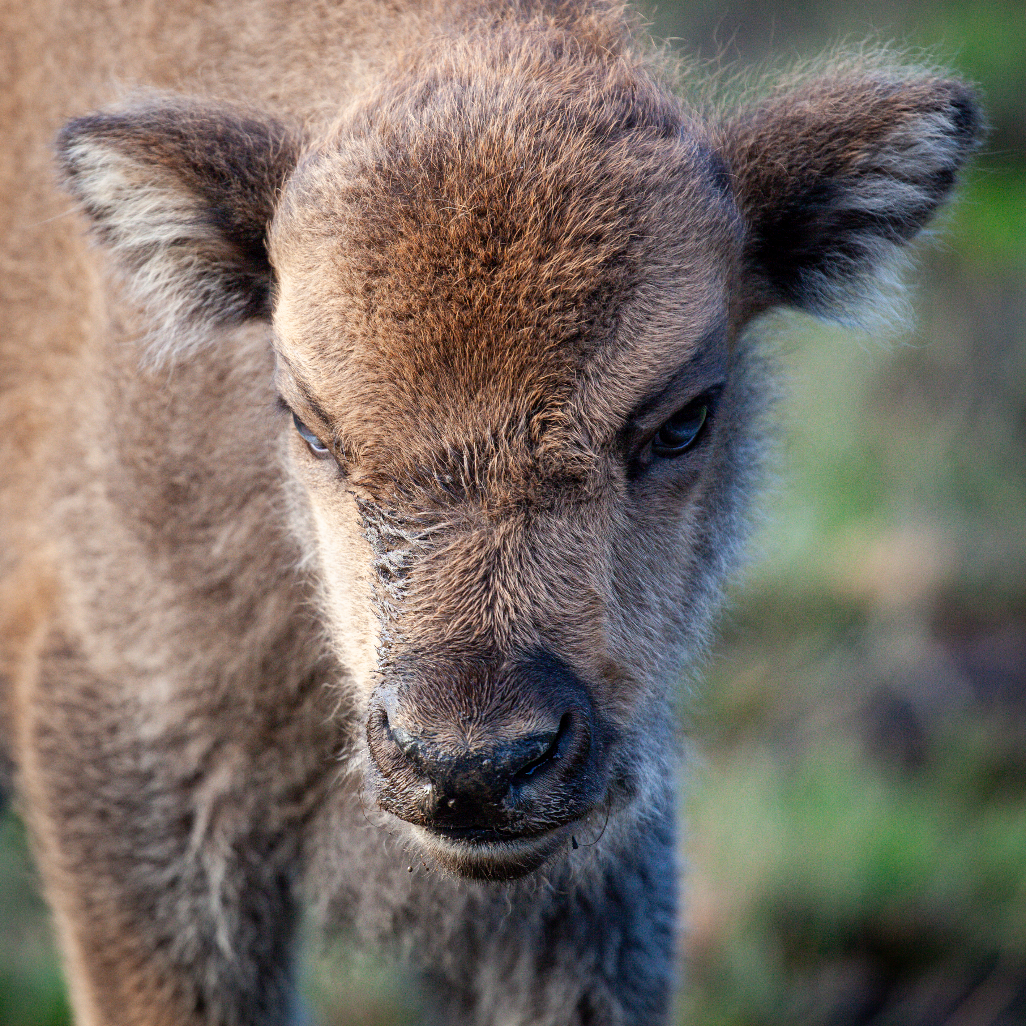 Calf 2
