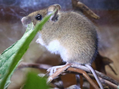 Woodmouse2 2500X1500