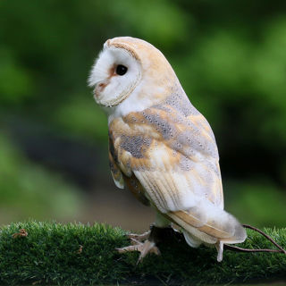 Owl2 1200X1200