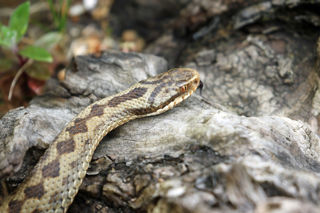 Adder3 2500X1500