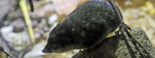 Watershrew2 2500X1500