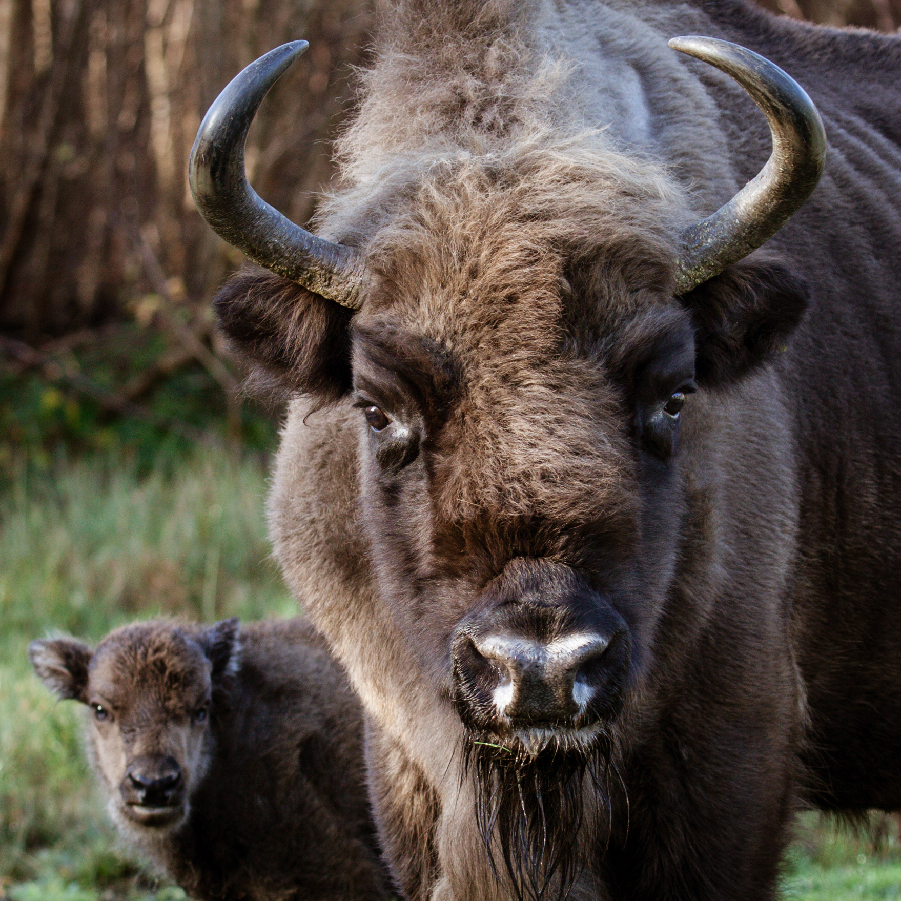 The Matriarch