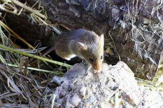 Harvestmouse3 2500X1500