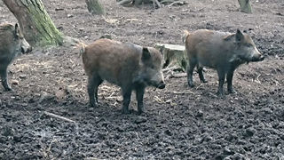 Boar On Move 1200X1200