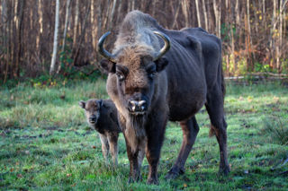 Bison Calf 11 Nov2023 (Donovan Wright)