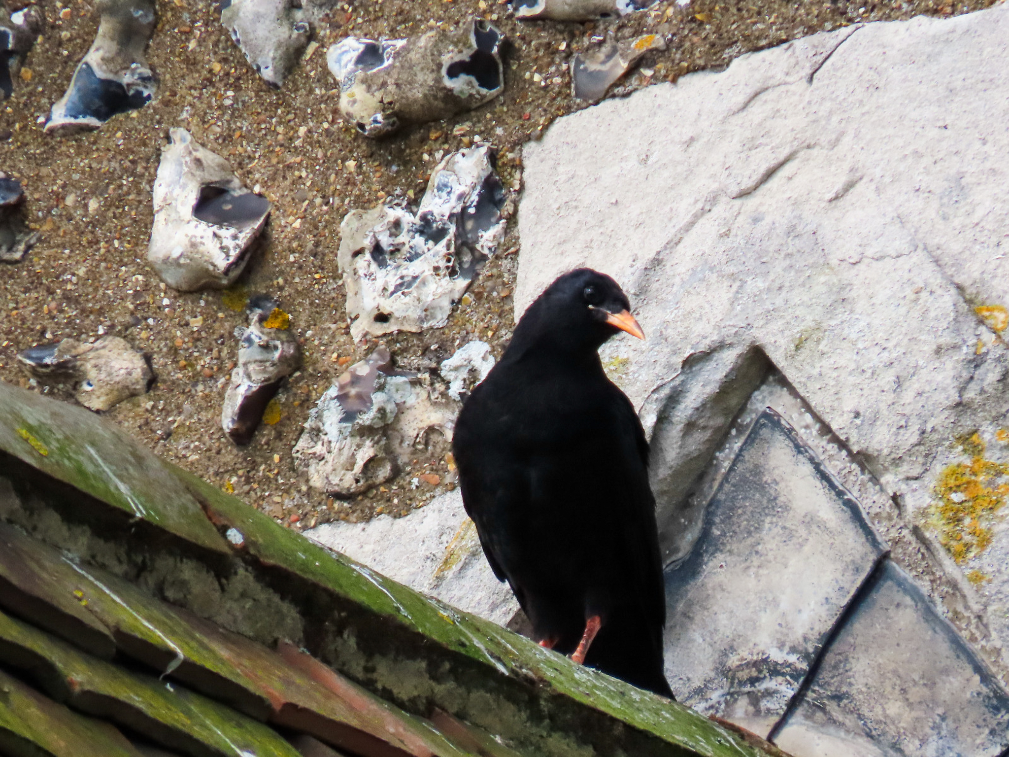 Chough Chick Dover Castle Credit Wildwood Trust 2