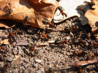 Wood Ant 1200X1200