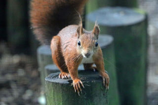 Redsquirrel2 2 1200X1200