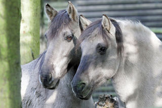 Konik 1000 1200X1200
