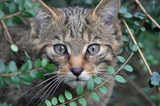 Wildcat 1200X1200