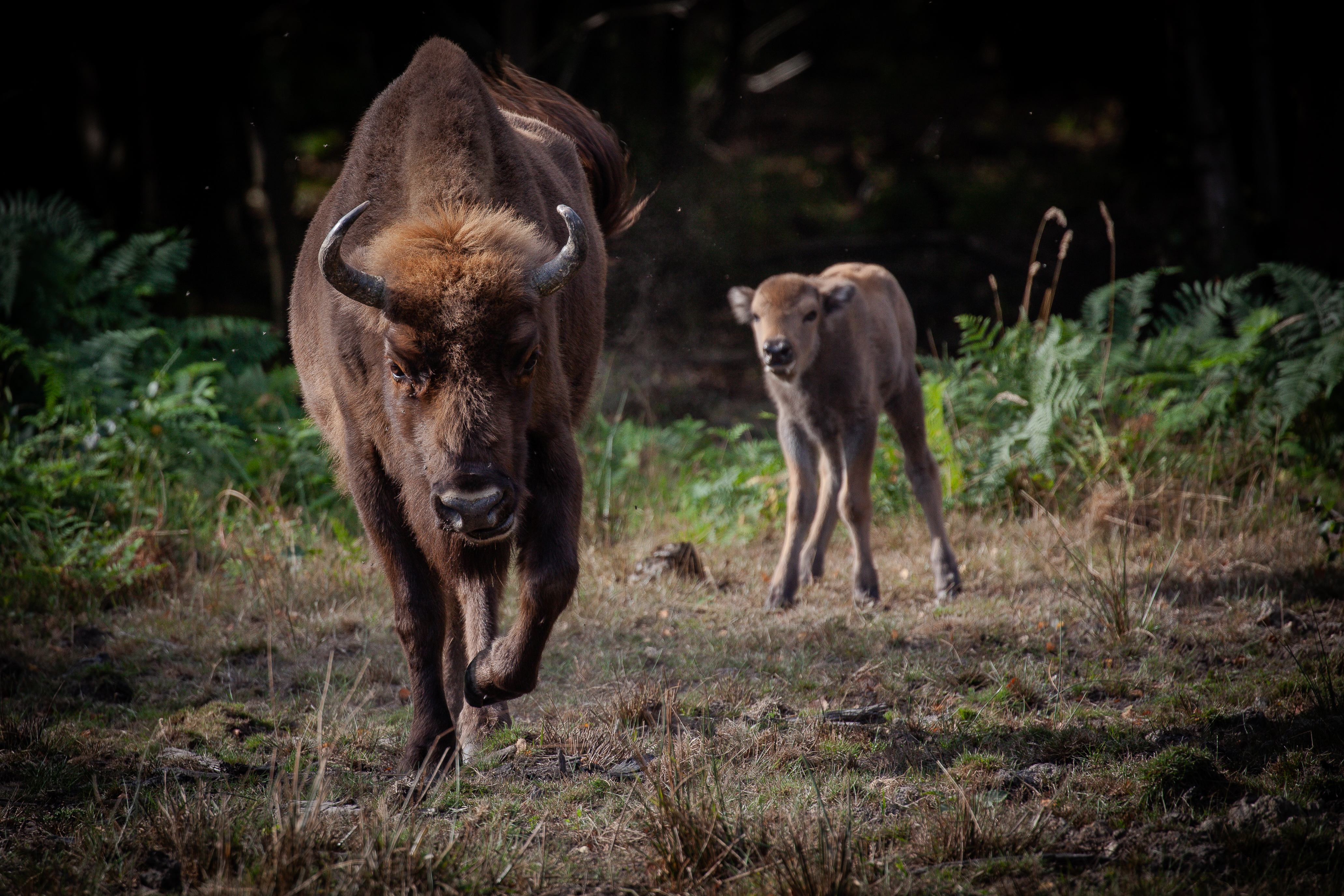 F2 Bison Calf 2 Aug2024 (Donovan Wright)