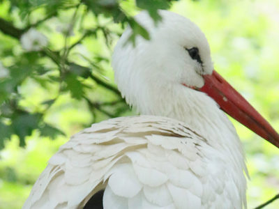 Whitestork2 2500X1500