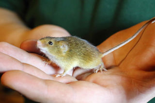 Harvestmouse2 2500X1500