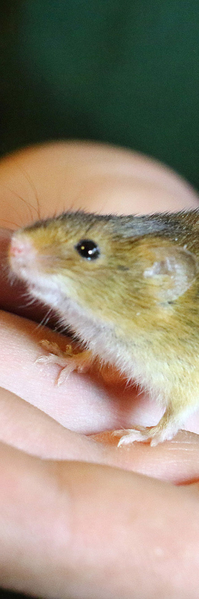 Hanstead Mouse Harvest Mouse survey