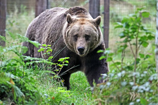 Bear Vegetation