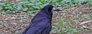 Rook1 2500X1500