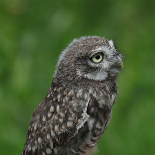 Owl1 1200X1200