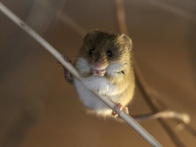 Conservation Series Harvest Mouse1