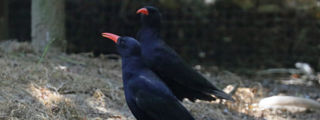 Redchough2 2500X1500