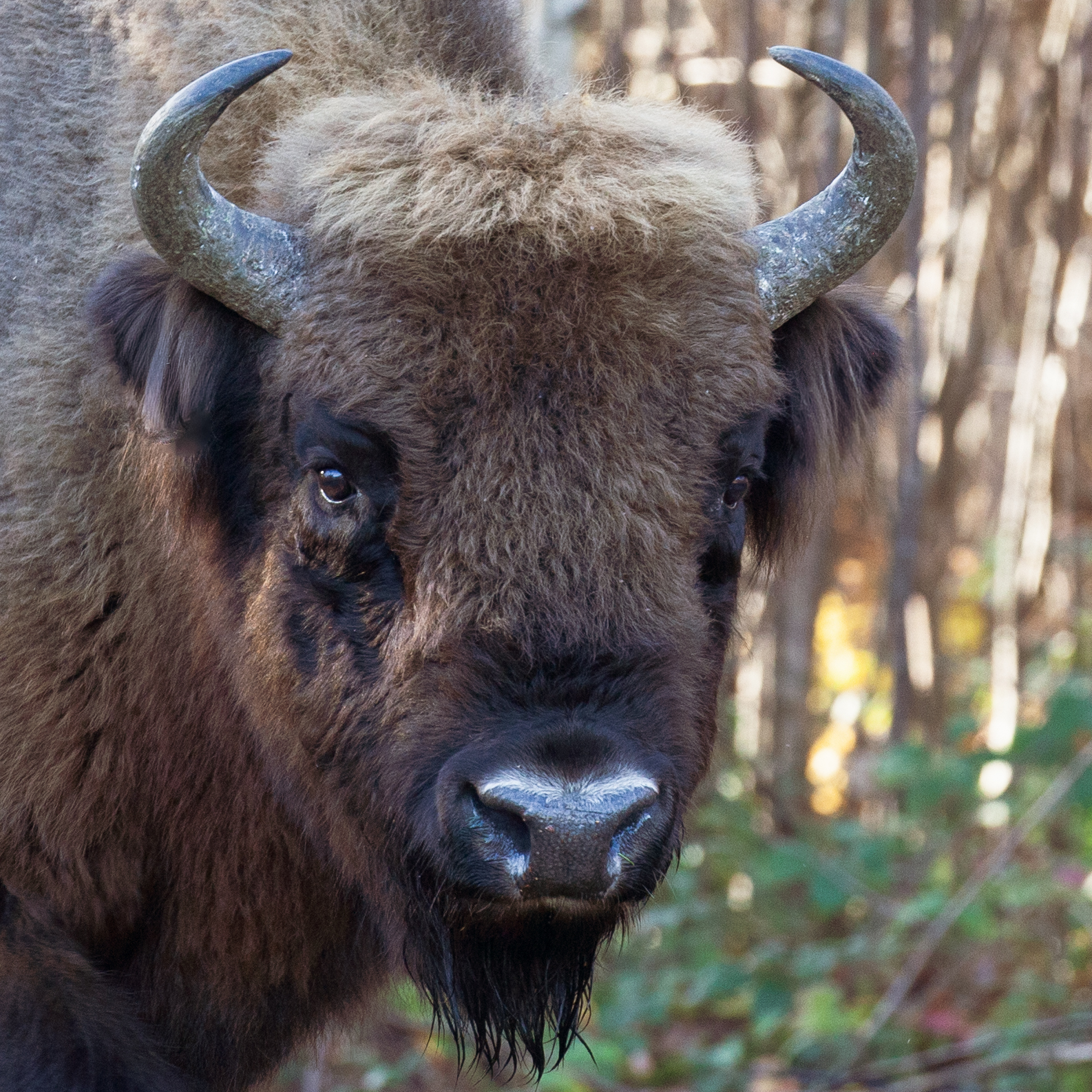 The Bull