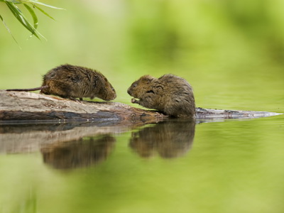 2020.10.01 Watervole1