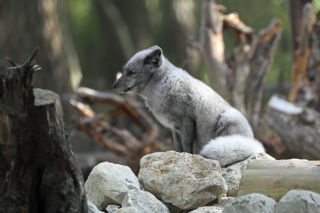 Arcticfox2 2500X1500