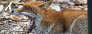 Redfox3 2500X1500
