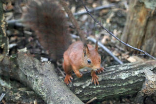 Red Squirrel 1200X1200