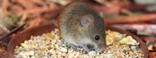 Harvestmouse1 2500X1500