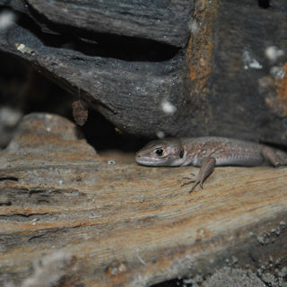 Green Lizard 1200X1200